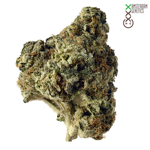 Amsterdam Genetics - AK Choco Kush